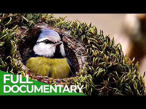 The Carousel of Life - Wildlife's Secret Manmade Paradise | Free Documentary Nature