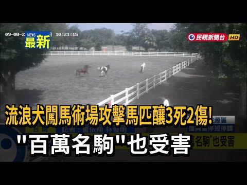 流浪犬闖馬術場攻擊馬匹釀3死2傷！ 「百萬名駒」也受害－民視新聞