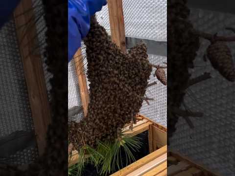 shaking down the queen #bee #honeybee #beehive #bees #beekeeping #beeswarm #bee