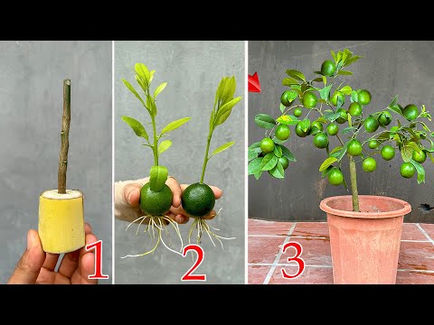 Video summarizing the latest improved lemon growing techniques that produce fruit after 1 month