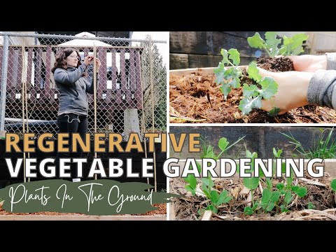 Choosing Vegetables & Placement In A Regenerative Garden || Crop Rotation & Companion Plants