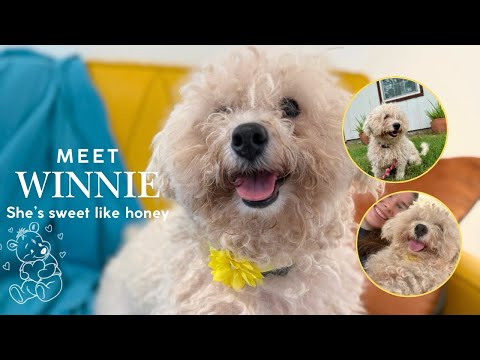 Sweet like honey! Meet Winnie, the cutie mini poodle!