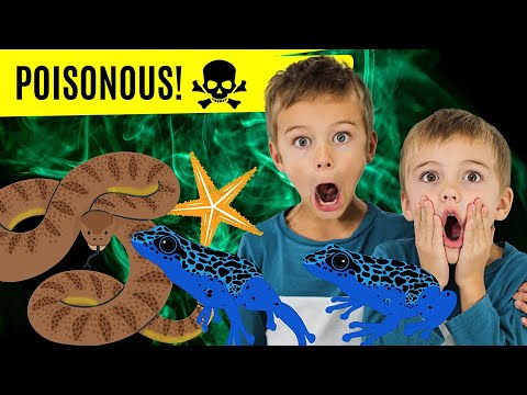 World's Most Poisonous Animals! (plus learn poison verses venom)