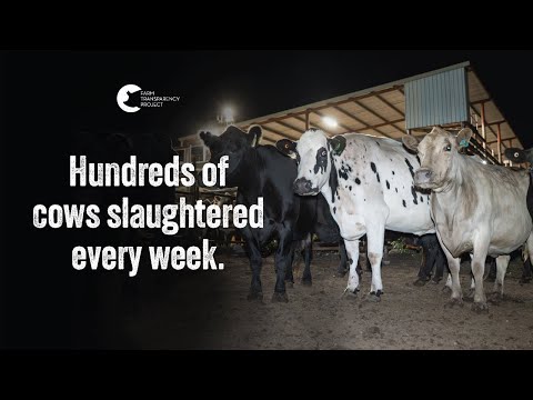 The Brutal Slaughter Of Conscious Cows | Ralph's Meat Company