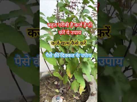 कर्ज और गरीबी कैसे दूर करें #totke #tulsi #reels #upay #upayinhindi  #panditpradeepmushrajikeupay