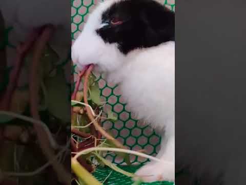 my cute little rabbit eating convolvulus #shorts