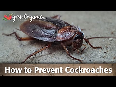 How to Control & Prevent Cockroaches in Your Home Without Harsh Chemicals