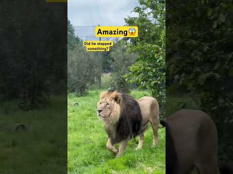 Amazing 🦁 lion #shorts #short #shortvideo #youtubeshorts #trending #animals #viral #video #lion