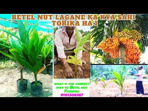 Tamul puli kenekoi rubo Lage - Supari ki kheti kaise ki jaati hai /Betel nut agriculture