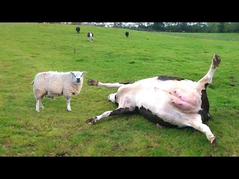 When Animals Go On A Rampage And Got Caught On Camera !