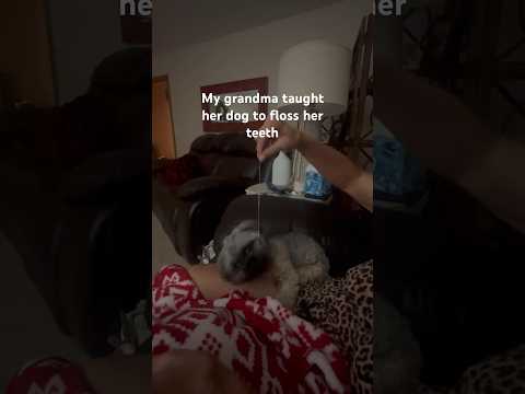 Grandma taught her dog to floss her teeth 😂