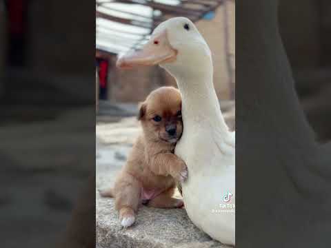 #fypシ゚viral #pets #babyanimals #adorable #friendship #love #ytshorts #foryou #tiktokvideo #trending