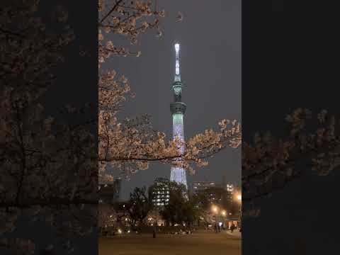 Sakura in Full Bloom at Sumida Park River Walk, April 5 2024 #sakura2024