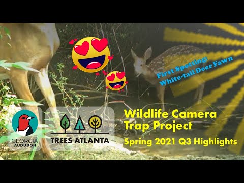 Wildlife Camera Trap Project - Q3 Highlights (Spring 2021) Trees Atlanta and Georgia Audubon