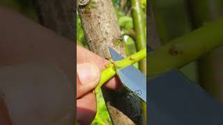 Grafting techniques on avocado plants #avocadografting #graftingtechniques #tongue #whipandtongue