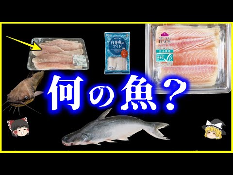 【ゆっくり解説】謎の白身魚はナマズ…⁉️近年市場を拡大している「パンガシウス」とは何者なのか？を解説/アメリカで起きたナマズ戦争とは