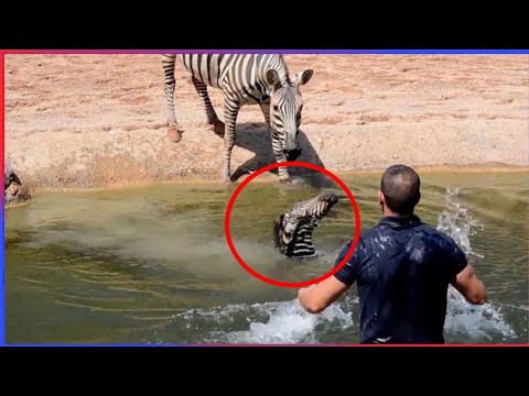 Animals That Asked People for Help | Random Acts of Kindness