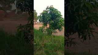 mango tree #mangotrees #tending #best #shots #2023