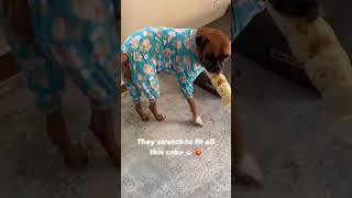 Adorable alert! A pup in PJs, wagging tail, and bedtime cuteness overload. 🐶 #puppy #cozypets #cute