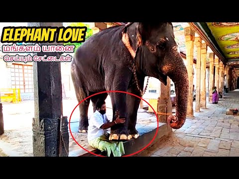 KUMBKONAM Mangalam Elephant | Adi Kumbeswarar | மங்களம் யானை செய்யும் சுட்டித்தனம் | Elephant love