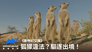 【你所不知道的狐獴】體重越重地位越高？私下懷孕面臨暴力流產？｜動物星球頻道