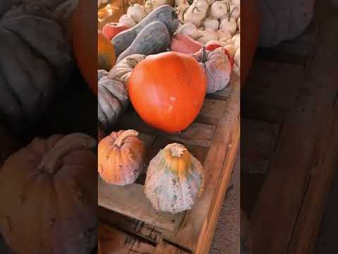 Halloween Pumpkins Idea | Autumn Home Decor | Halloween Tips | Autumn decorations