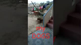 My Pet dogs |  Love Pet dogs | Alex Family Bonding |  #My Pet dogs #Love pet dogs