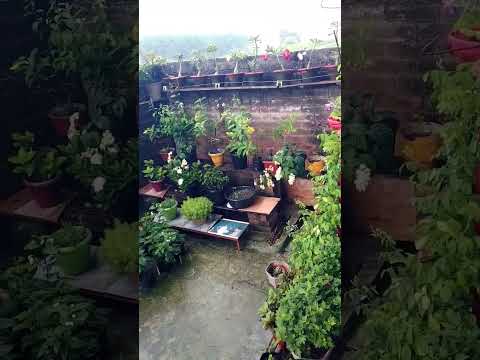 #music #rain #gardenplants #garden #flowers #merophulbari