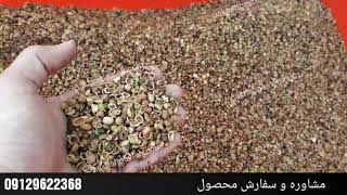 Mountain Pistachio or atlantica Pistachio is organic a product