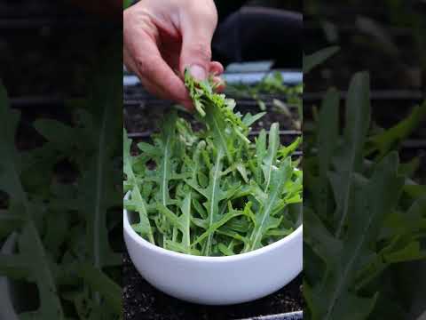 🌱 Here's how to grow an endless amount of Arugula! #gardeningtips