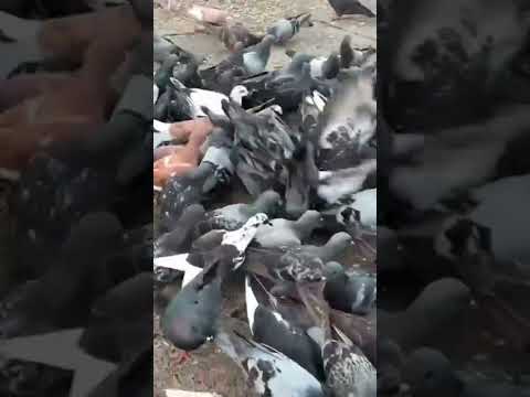 poor pigeons finding food#short #animals #pigeon #pets