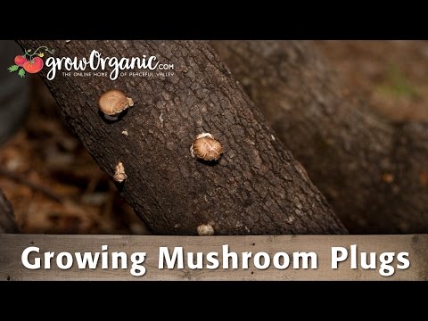 How to Grow Mushroom Plugs