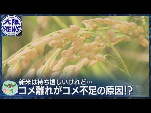 【ワカラン】コメ不足の原因はコメ離れ？”おコメの国”の不都合な現実