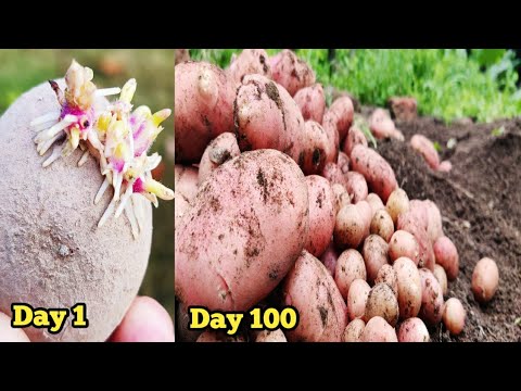 Harvesting Spring Potatoes 🥔🥔 / No Dig Gardening / My home garden.