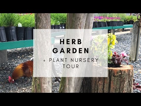 Plant a Potted HERB GARDEN + Peaceful Denchfield Nursery Tour (special guest Rocky the Rooster!)