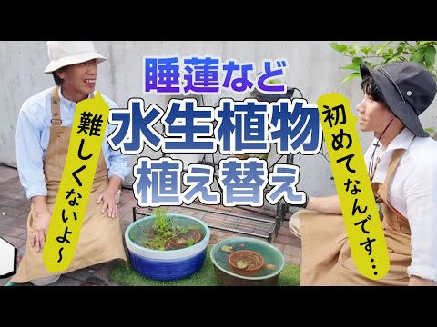 【初心者向け】睡蓮とか水生植物の植替え＋管理、これ見れば出来そうな気になる！