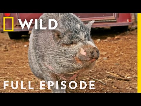 Sheep, Musk Oxen, and a Superhero Pig (Full Episode) | Dr. Oakley, Yukon Vet