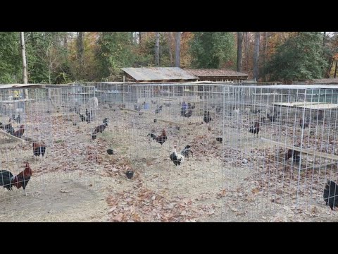 80 chickens rescued from illegal cockfighting ring in Virginia