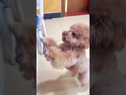 This Clever Dog Speaks Mandarin! I Can't Believe What It's Saying? Help Me Translate!...