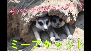 ミーアキャットの日常♪ Meerkat【ズーラシア公式】