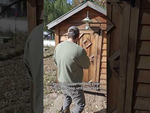 What We Found In The Chicken Coop