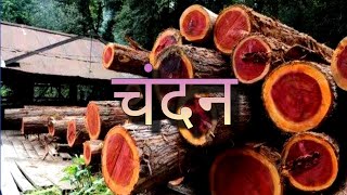 Why red sandalwood is found only in south India || SANDALWOOD