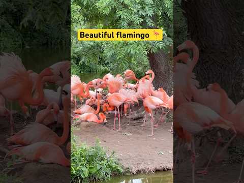 Beautiful 🦩 #shortvideo #shorts #youtubeshorts #short #flamingo #zoo #trending #video #viralvideo