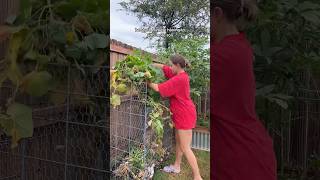 cucumber update🥒 #slowliving #gardening #garden #homegardening #backyardgardening #gardeningtips