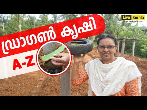 A-Z of Dragon Fruit Farming /Dragon Fruit Cultivation in Kerala / ഡ്രാഗൺ കൃഷി അറിയേണ്ടതെല്ലാം