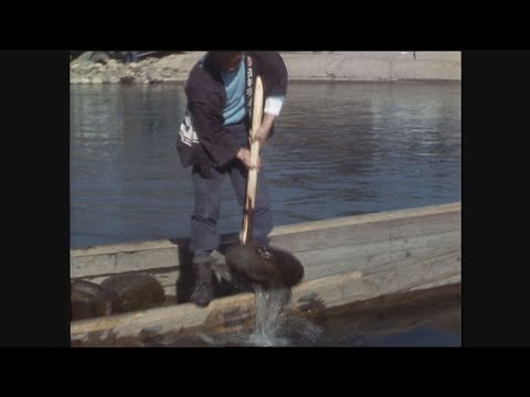 【懐かし映像】川底から玉石を採取　使うのは特殊な道具　岐阜県美濃加茂市【1972年1月16日】