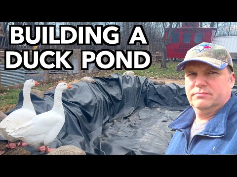 These Ducks Deserve a Pond - Farm Vlog