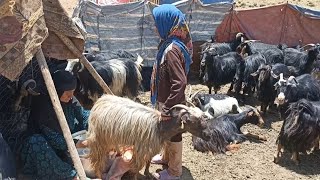 Preliminaries of love: milking goats, the beautiful life of nomads in the mountains(hard life)