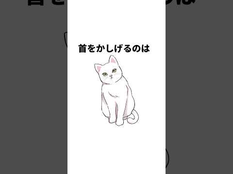 仕草で分かる猫の心理雑学#shorts  #雑学