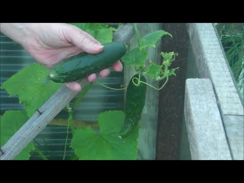 How to Grow Cucumbers